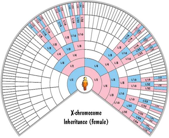 X Dna Fan Chart